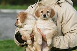 ADULTE ET CHIEN 278